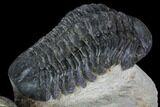 Crotalocephalina & Reedops Trilobite Association #88868-3